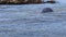 Elephant Seals at Ano Nuevo California