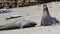 Elephant Seals at Ano Nuevo California