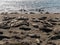 Elephant Seals on the beach