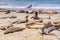 Elephant seals at the beach near San Simeon, California