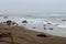 Elephant seals on the beach on a rainy day