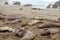 Elephant seals on the beach, San Simeon, California
