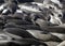 Elephant Seals, California Coast