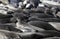 Elephant Seals, California Coast