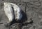 Elephant Seals, California Coast