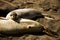 Elephant seals colony in the middle California near San Simeon city
