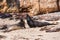 Elephant seals fighting on Ano nuevo state park beach
