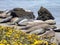 Elephant seals having a rest on the beach in along Route 1 in California