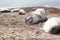 Elephant seals on Isla Escondida beach, Patagonia, Argentina