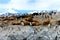 Elephant seals and King Cormorants