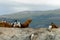 Elephant seals and King Cormorants