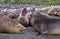 Elephant seals on Macquarie Island