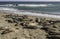 Elephant seals mirounga angustinostris sleeping in a sand beac