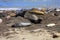 Elephant Seals, Mirounga angustirostris, Ano Nuevo State Park, Pacific Coast, California