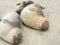 Elephant Seals napping