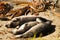 Elephant seals relaxing on the San Simeon beach in the middle of California