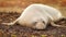 Elephant seals rest beach sunrise Pacific Coast California USA