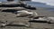 Elephant Seals in San Piedras Blancas Rookery in San Simeon California