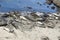 Elephant seals on the sand beach, Big Sur, California