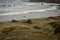 Elephant seals on sand beach on Pacific Ocean coast of California