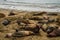 Elephant seals on sand beach on Pacific Ocean coast of California