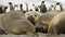 Elephant Seals Taking a Break