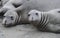 Elephant seals together,piedras blancas,california