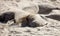 Elephant seals tossing sand during breeding season