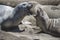 Elephant seals wrestling and baring teeth