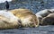 Elephant Seals Yankee Harbor Greenwich Island Antarctica