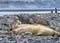 Elephant Seals Yankee Harbor Greenwich Island Antarctica
