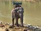 An elephant with seat on its back standing on the riverside waiting for service tourists in the elephant camp, Chiangmai