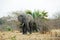 Elephant in the Selous game reserve