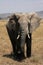 Elephant (Serengeti National Park)