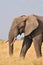 Elephant at Serengueti