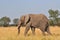 Elephant at Serengueti cebras