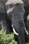 Elephant at Serengueti Tanzania