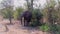 Elephant Shaking its Head in Moremi Game Reserve, Botswana