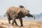 Elephant shaking sand over his body