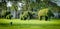 Elephant shape cutting design tree on green field