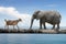 Elephant and sheep walking over the single wooden bridge