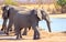 Elephant with a short trunk due to being caught in a snare