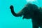 Elephant show swimming and blow the bubbles out of the trunk underwater