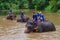 Elephant shower show