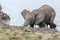 Elephant after shower treatment.