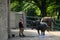 Elephant shower in Zoo Wuppertal, Germany