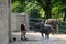 Elephant shower in Zoo Wuppertal, Germany