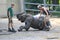 Elephant shower in Zoo Wuppertal, Germany. Zookeeper brushing elephant skin.