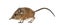 Elephant shrew - Macroscelides proboscideus - isolated on whitre