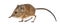 Elephant shrew - Macroscelides proboscideus - isolated on whitre